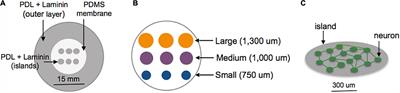 Flexibility of in vitro cortical circuits influences resilience from microtrauma